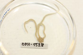 Media type: image;   Invertebrate Zoology OPH-1528 Description: Preserved specimen.;